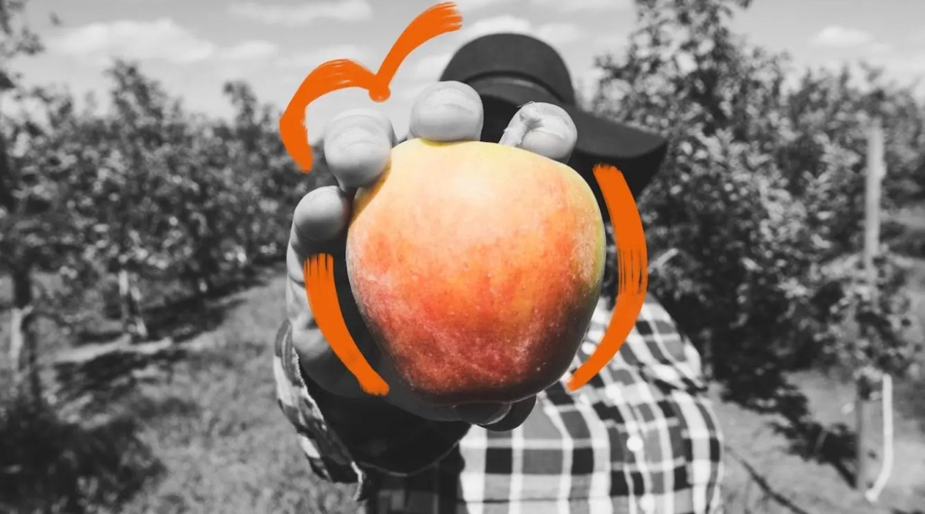 The 5 best non-alcoholic cider alternatives and where to find them.