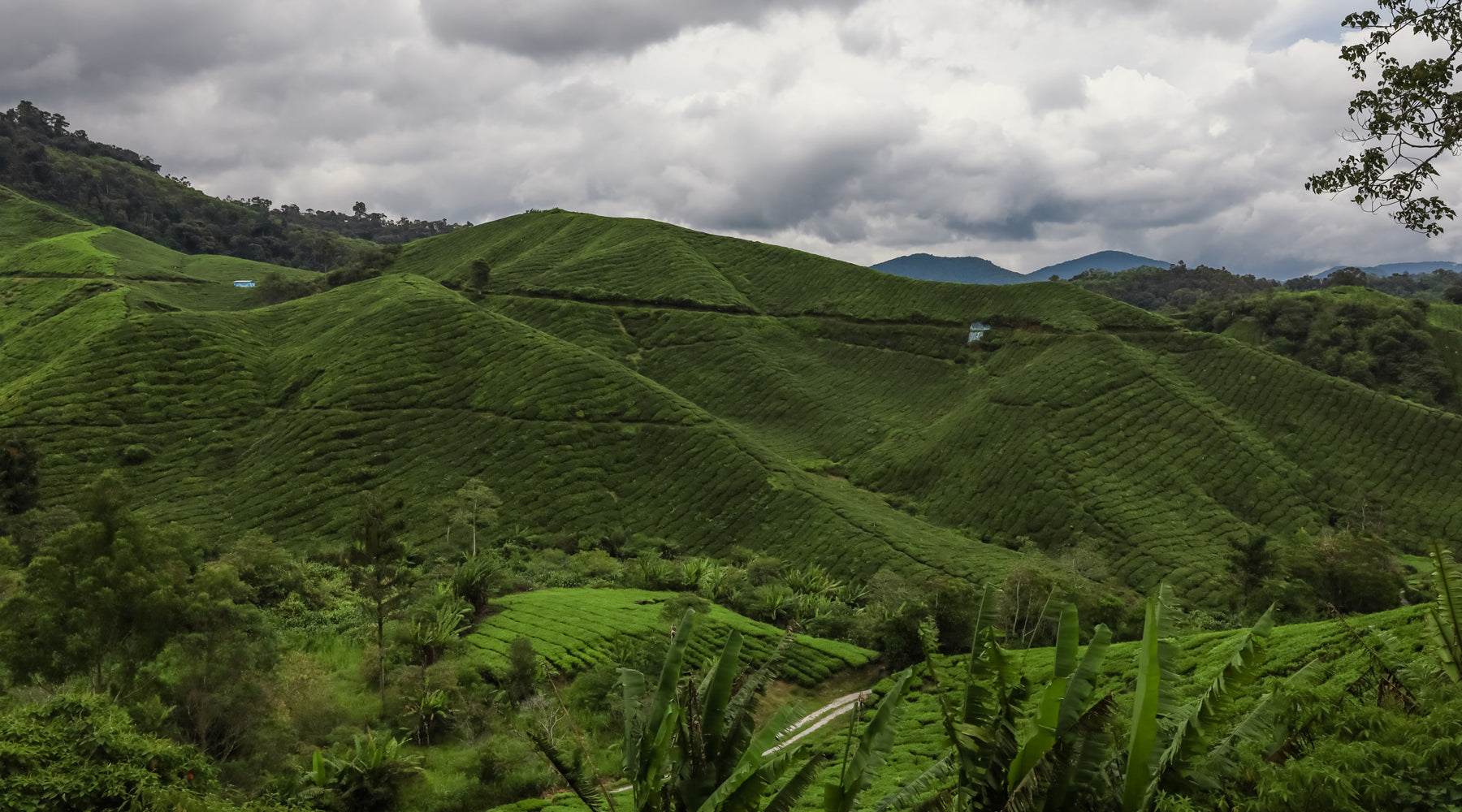 Longjing Tea Harvest
